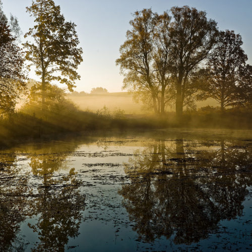 3-Novemberweiher-Eichenbirkig